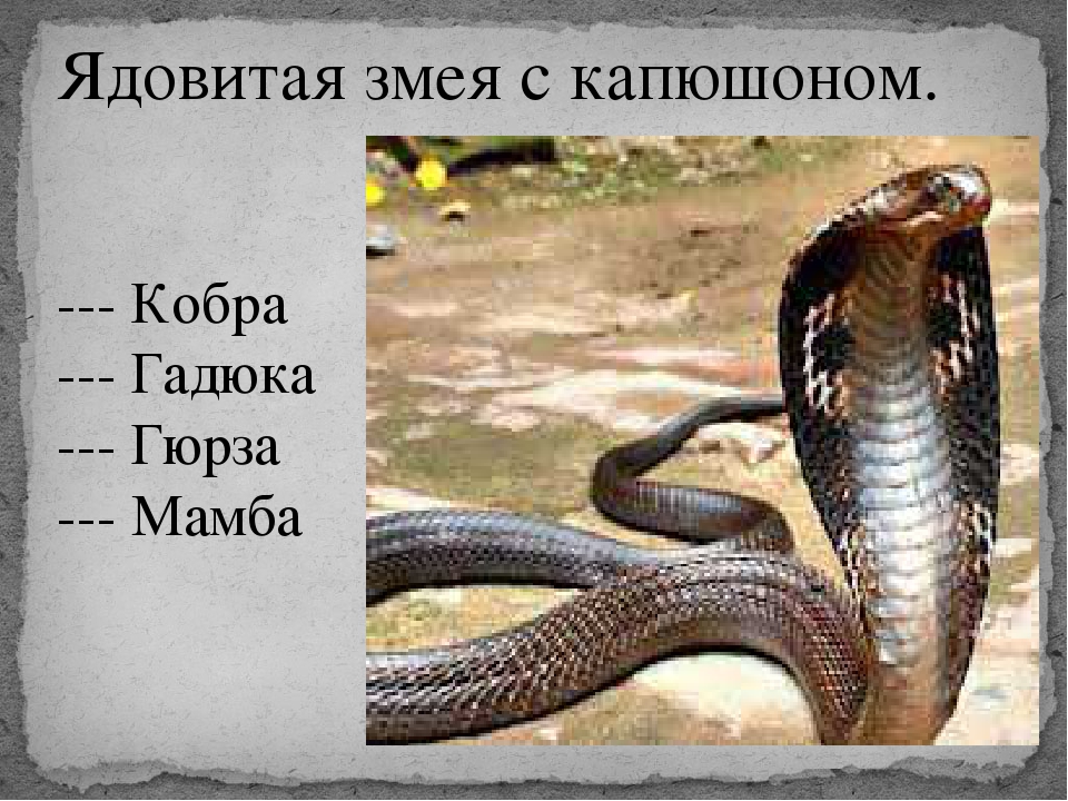 Какая среда обитания у змей. Ядовитая змея Королевская Кобра. Кобра среда обитания. Змея с капюшоном. Описание кобры.