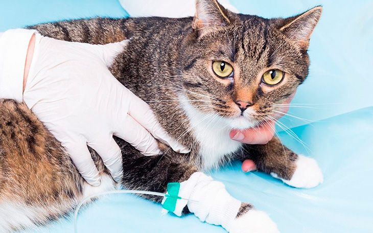 Почечная недостаточность у кошек: симптомы, причины, лечение | блог ветклиники "беланта"