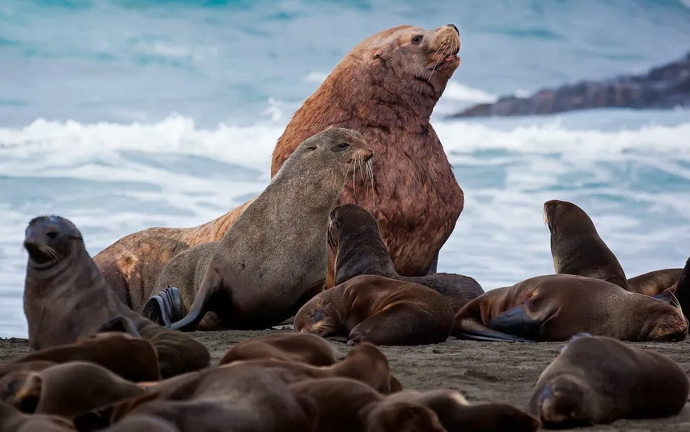 Ушастый тюлень. образ жизни и среда обитания ушастого тюленя | животный мир