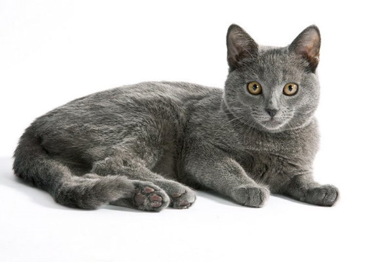Шартрез (картезианская кошка)
