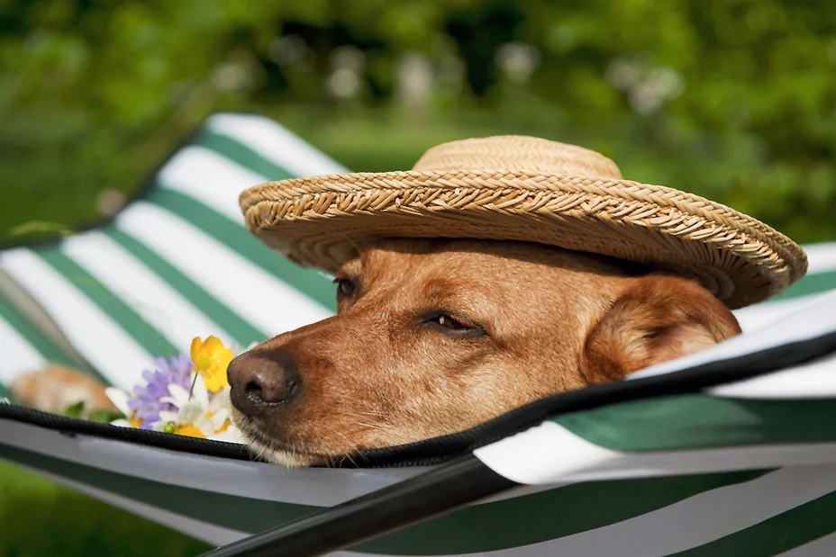 Стоит ли брать собаку в отпуск: плюсы и минусы