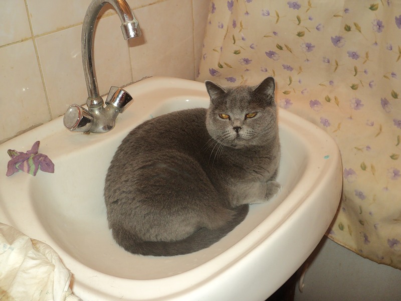 Как часто следует мыть взрослую кошку и котенка?