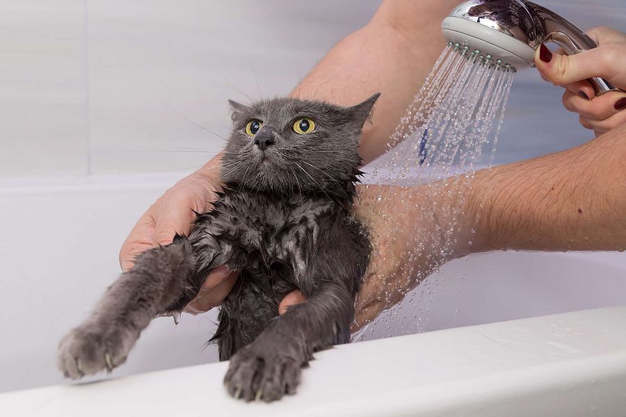 Чем можно помыть кота, если нет специального шампуня?