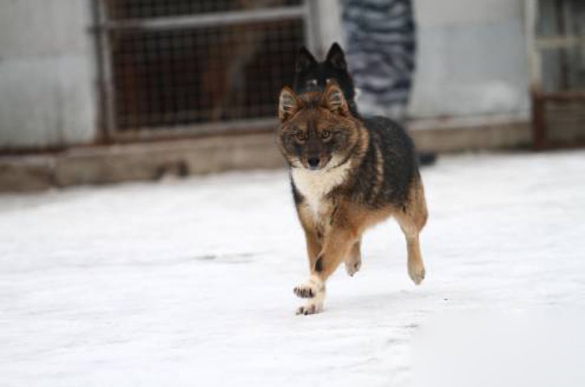 Шалайка: фото представителей новой породы собак выведенной российскими кинологами