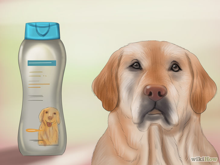 Как избавиться от запаха псины у собаки, вонючий пес