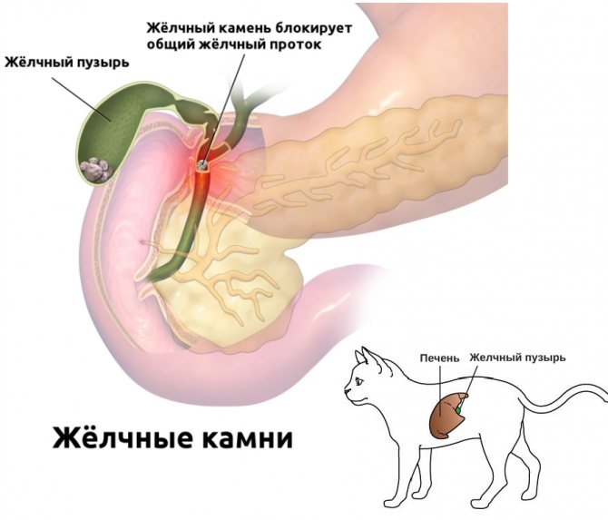 Панкреатит у кошек — как проявляется хронический и острый панкреатит, описание проверенных методик лечения