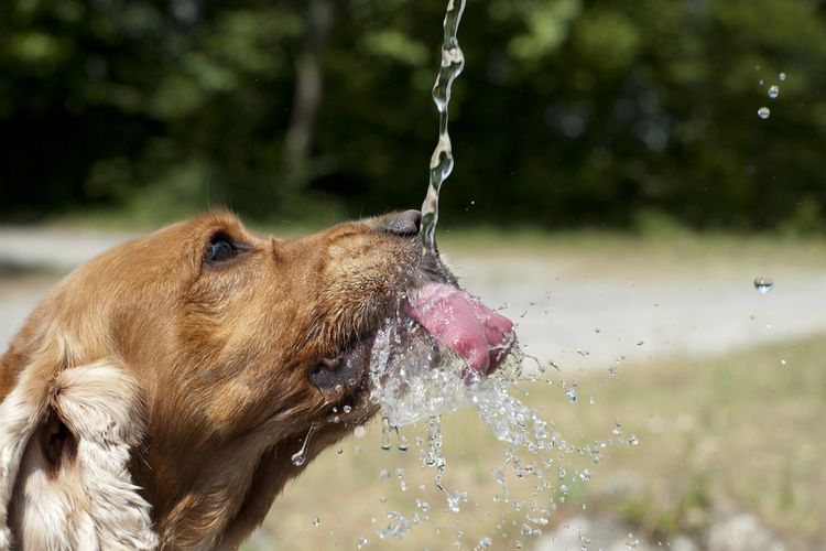 Почему собака часто дышит с открытым ртом -причины учащенного дыхания у собак