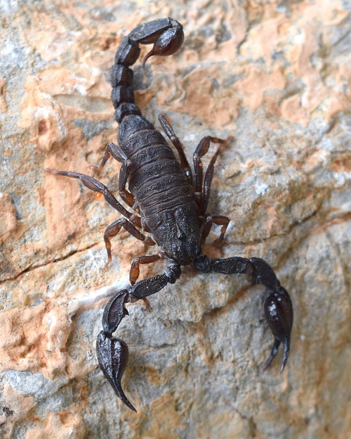 Скорпионы: ареал обитания, строение и внешний вид, образ жизни в природе