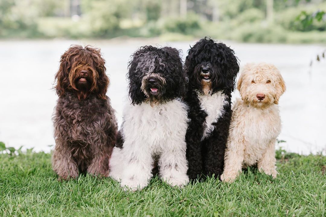 Короткошерстные породы собак: меленькие, средние, большие с фото и описанием