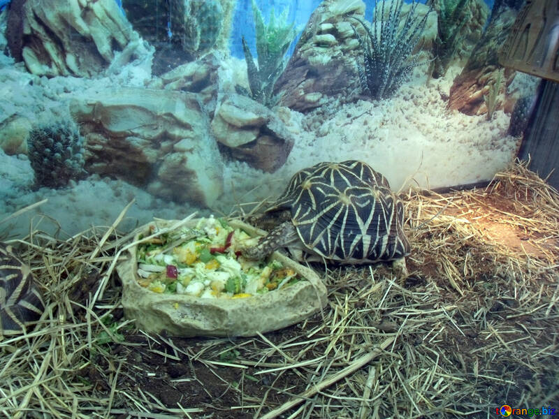Домашние черепахи: какие бывают виды сухопутных и морских рептилий для содержания дома