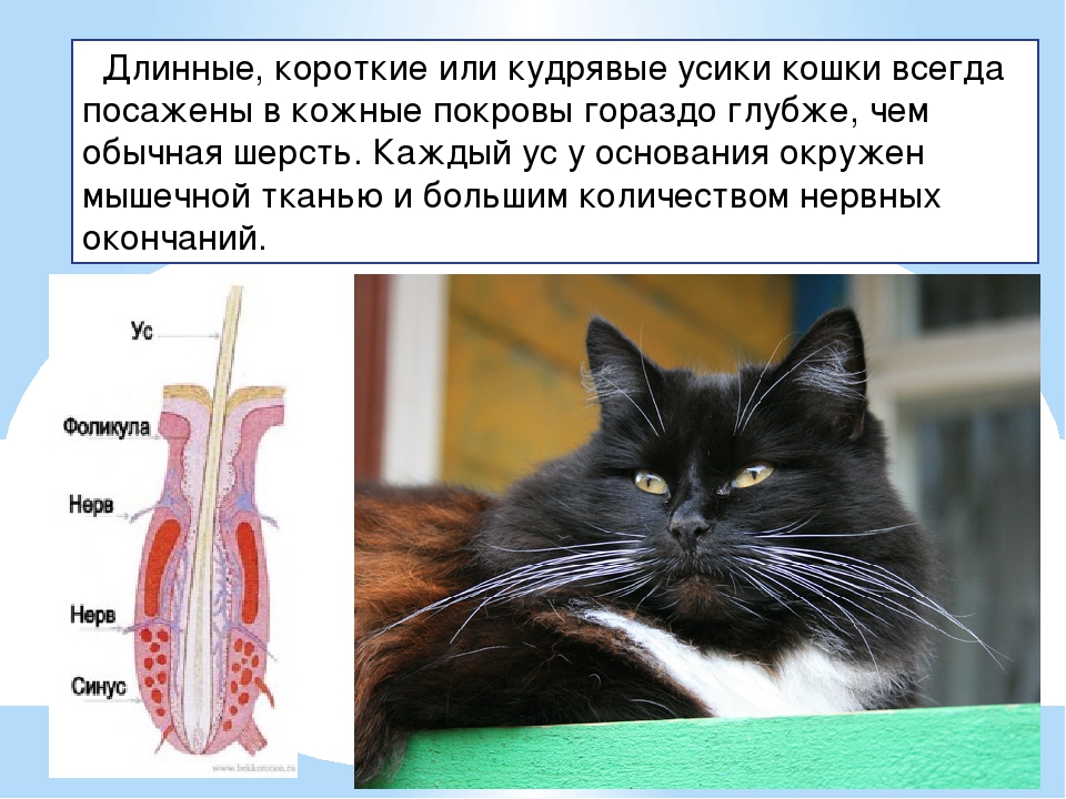 У кошки выпадает шерсть: причины. как ухаживать за шерстью кошки. | нвп «астрафарм»