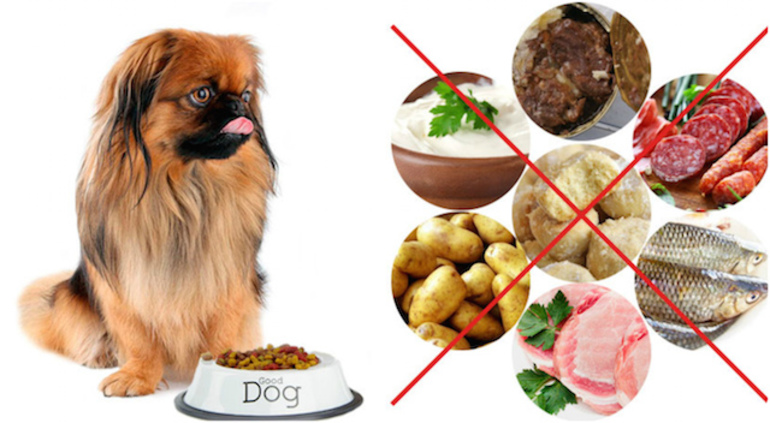 Почему собак нельзя кормить свининой