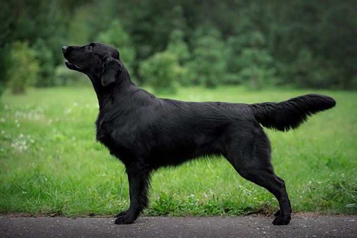 Прямошерстный ретривер (флэт): описание породы собак с фото и видео