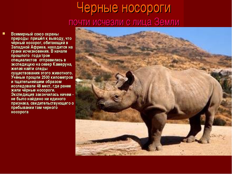 Презентация на тему носорог