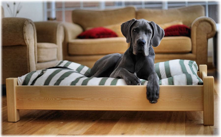 Как не подпускать собаку к мебели? как отучить собаку от мебели дивана кровати кресла? как отучить собаку спать и лежать на диване кровати мягкой мебели в отсутствие хозяев, дрессировка щенка и взросл