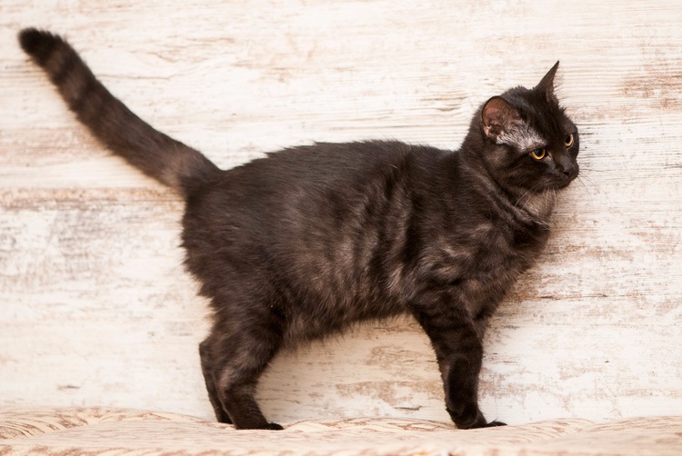 Описание и фото азиатской табби, стандарт породы короткошерстных кошек, особенности содержания