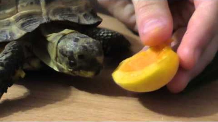 Чем питается черепаха: можно ли яйцо, огурец и другое