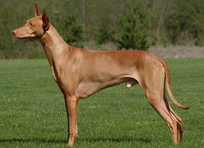 Фараонова собака: египетский анибус, описание породы