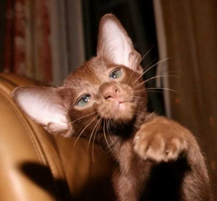 Кошка гавана: 120 фото кошки, характер, цена котенка, содержание дома, факты, история выведения, уход