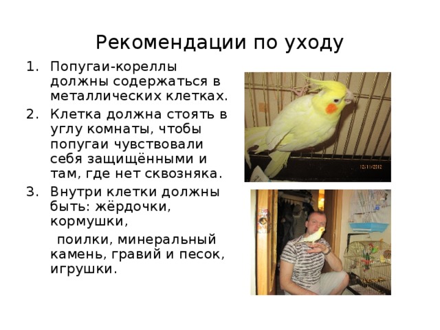 Заводить ли волнистого попугая на supersadovnik.ru
