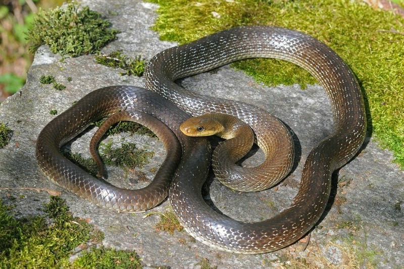 Змеи приморья щитомордник. дальневосточный или амурский полоз