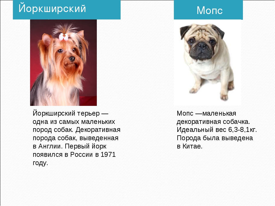 Маленькие породы собак - фото и названия, каталог декоративных собак
