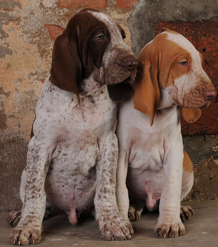 Итальянский бракк: характеристики породы собаки, фото, характер, правила ухода и содержания