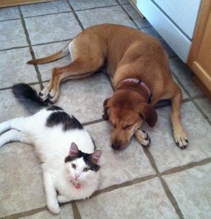 Как подружить кошку с собакой в квартире? как познакомить котенка с щенком? как их примирить? причины вражды и соперничества