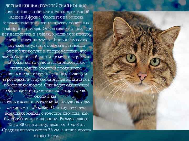 Кельтская кошка: описание породы