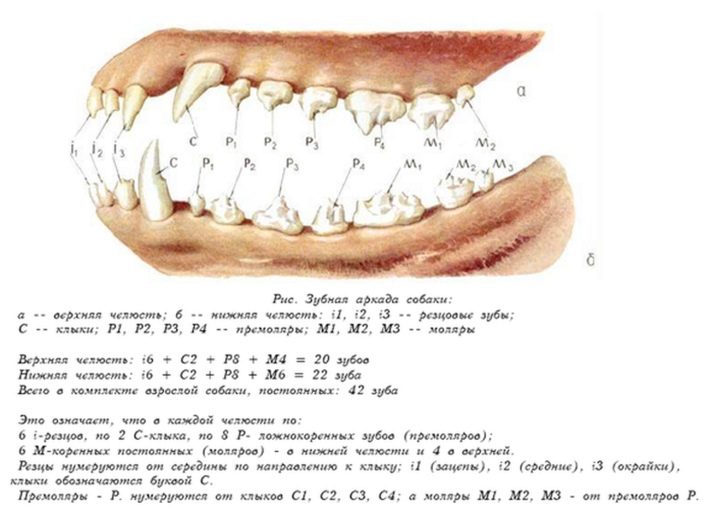 Сколько зубов у собаки? коренные и молочные зубы у собак – вся информация на сайте dentalife