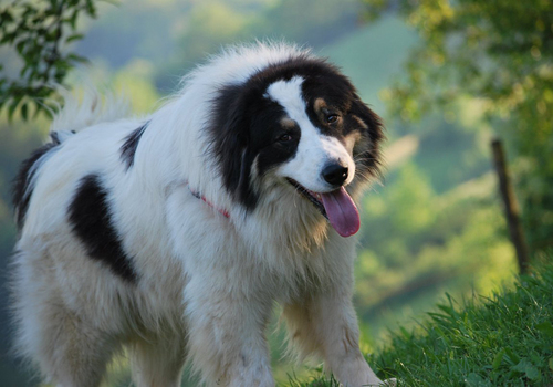 Хорватская овчарка: фото собаки, цена, описание породы, характер, видео
хорватская овчарка: фото собаки, цена, описание породы, характер, видео