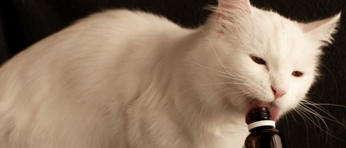 Принцип действия валерьянки для кошки: как правильно давать питомцу