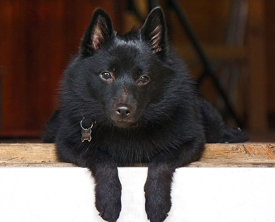 Шипперке (собака): описание породы, характер