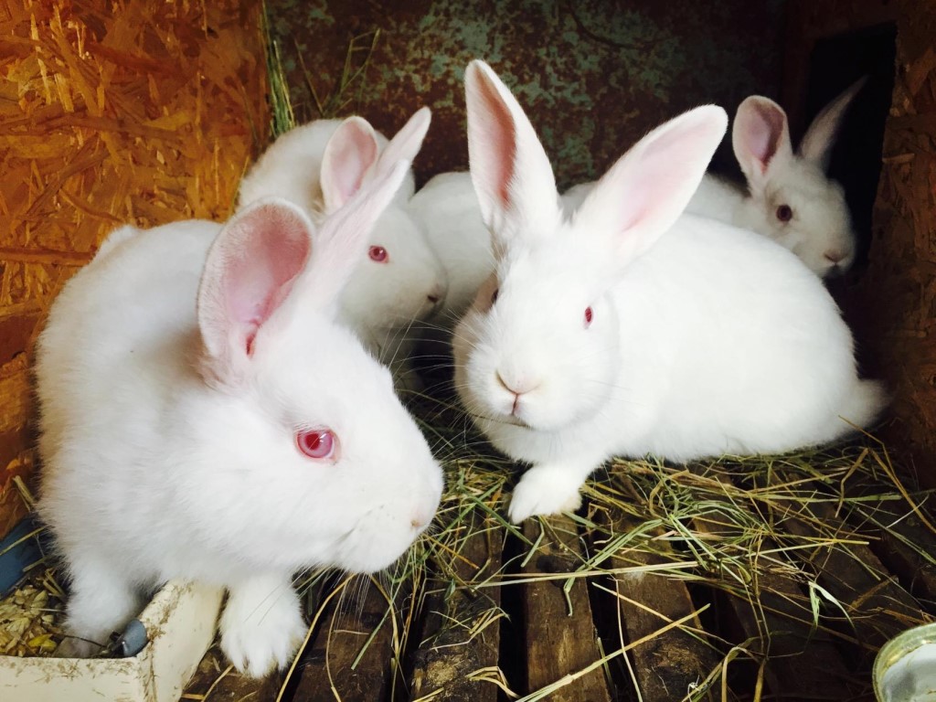 Новозеландские кролики белые и красные - характеристики породы, особенности разведения, фото | россельхоз.рф