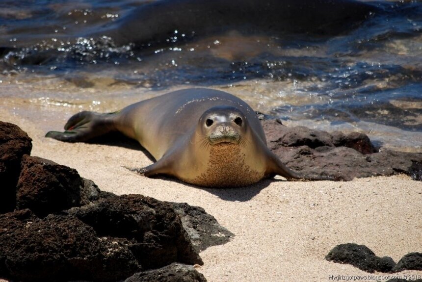 Средиземноморский тюлень-монах - mediterranean monk seal