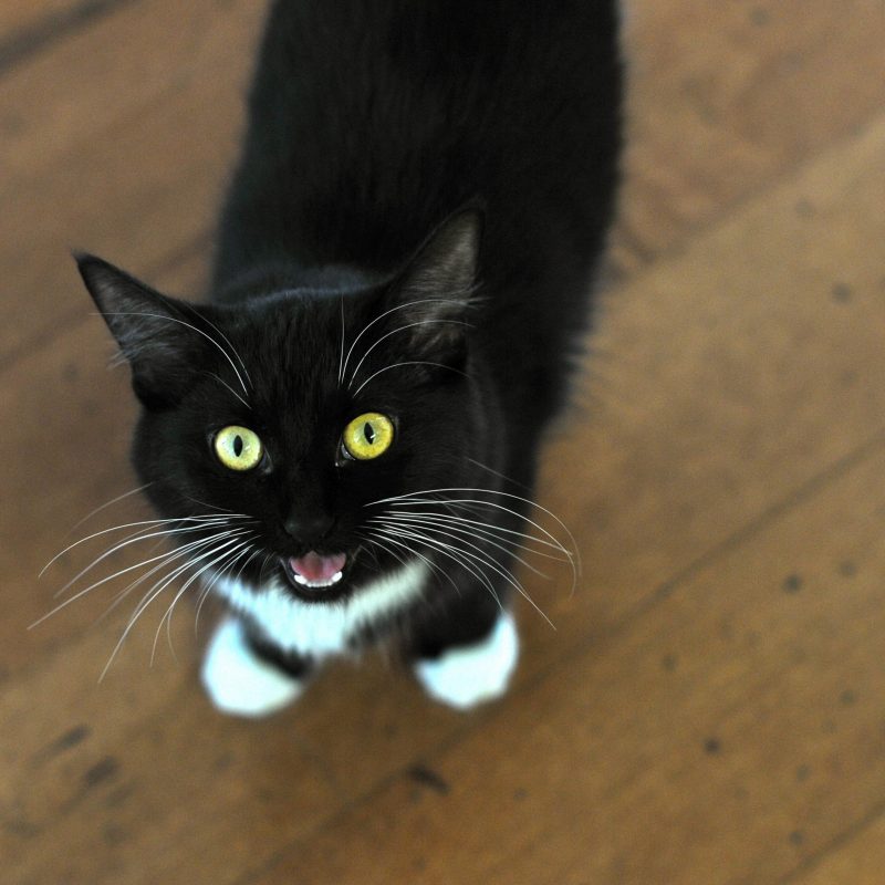10 причин, из-за чего кошка мяукает у двери