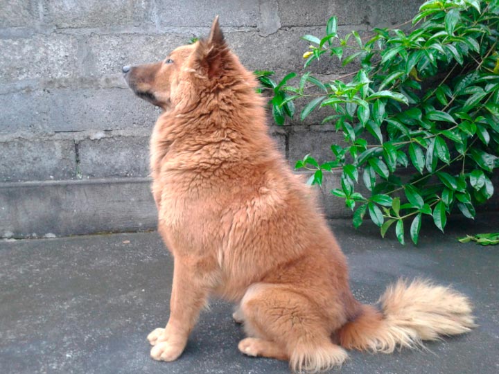 Кинтамани (собака) - kintamani (dog) - abcdef.wiki