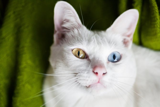 Као мани: описание породы кошек, фото и цена