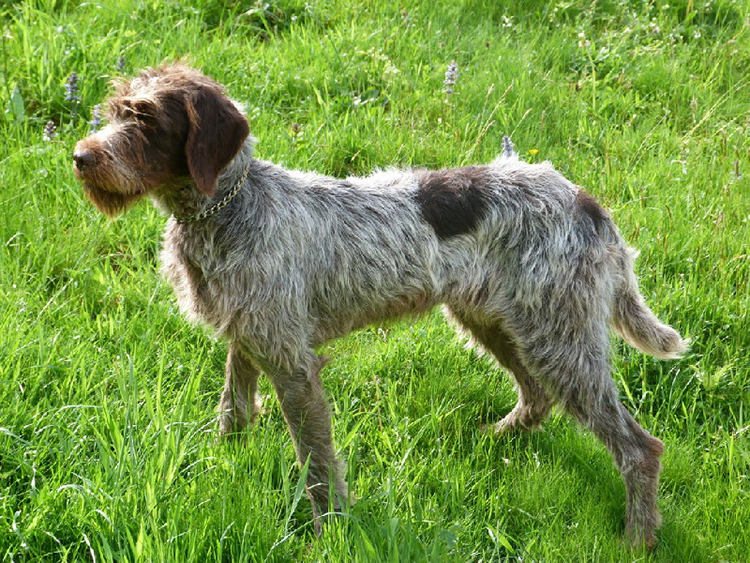 Порода собак гриффон (griffon): фото, видео, описание породы и её видов