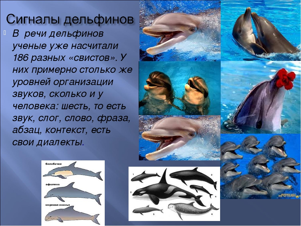 Дельфин: описание, виды, образ жизни, общение, фото, интересные факты