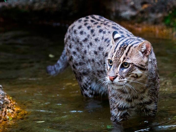 Виверровый кот-рыболов: описание, среда обитания, характер, содержание в домашних условиях, фото, отзывы владельцев
