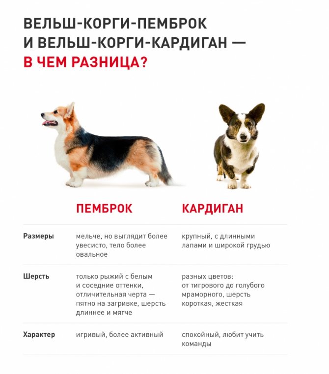 Лундехунд порода собак. описание, особенности, уход и цена лундехунда | животный мир