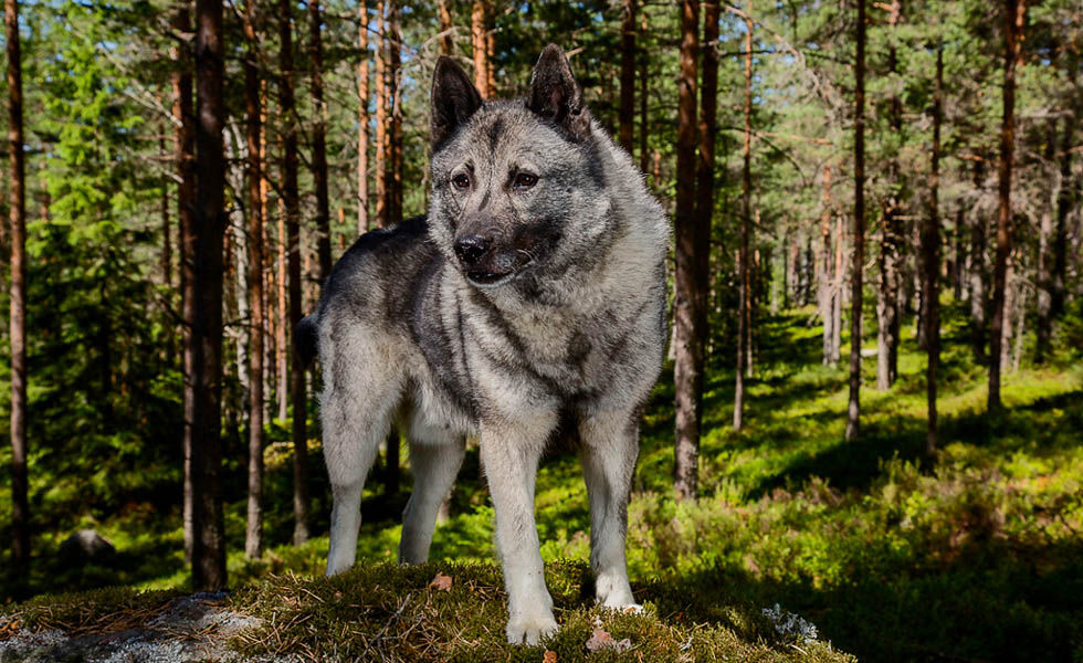 Норвежская лайка: описание породы, элкхаунд, как выбрать щенка, здоровье и уход
