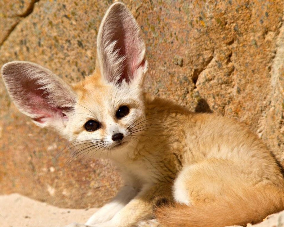 Животное фенек – ушастая лисичка. фото лисы фенек и описание