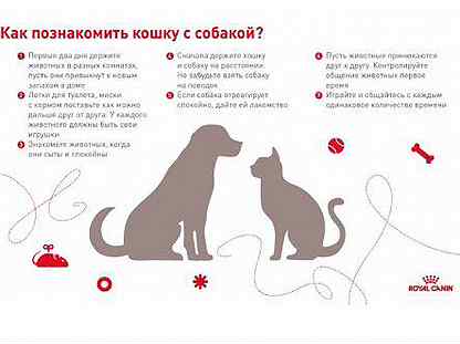 Работающие советы как подружить кошек: кот и кошка, котенок