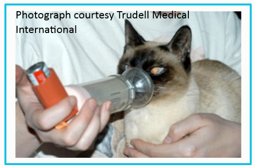 Пневмония у кошек  - симптомы и лечение воспаления легких у кошек в москве. ветеринарная клиника "зоостатус"
