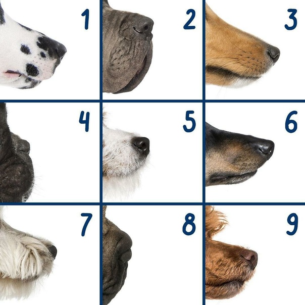 Как узнать породистая собака или нет? определяем породу своей собаки: методы и способы.