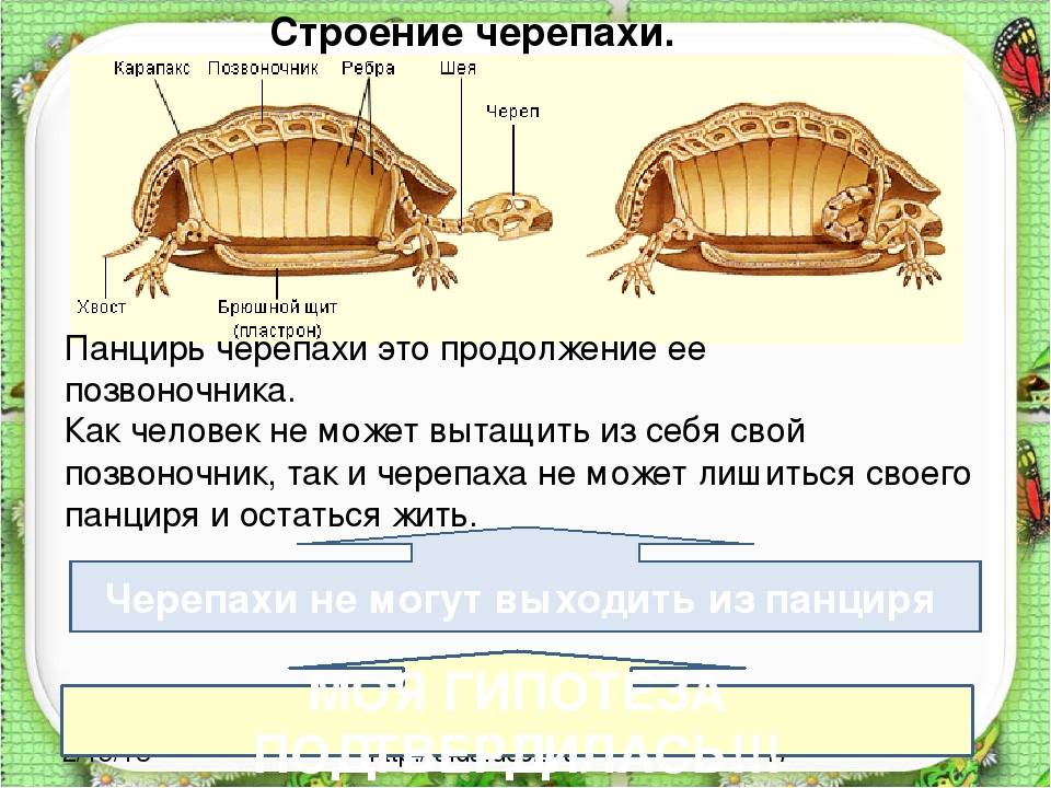 Черепаха: ее повадки, образ жизни, места обитания, фото