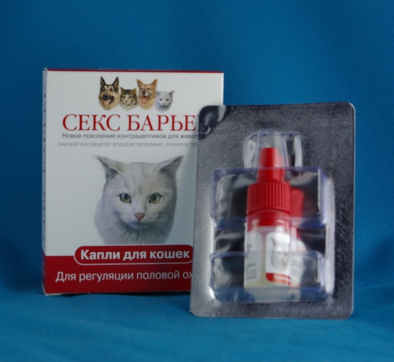 Контрацептивы для кошек: обзор противозачаточных препаратов, показания к применению