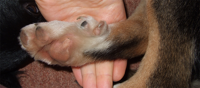Породы собак с прибылыми пальцами на задних конечностях - статьи